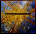 11. Birches