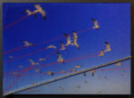 19. Birds